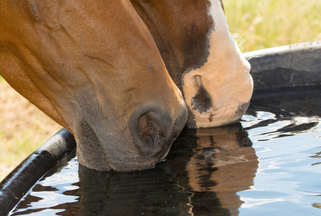 Die perfekte Ausrüstung für das Reitturnier: Für Reiter & Pferd